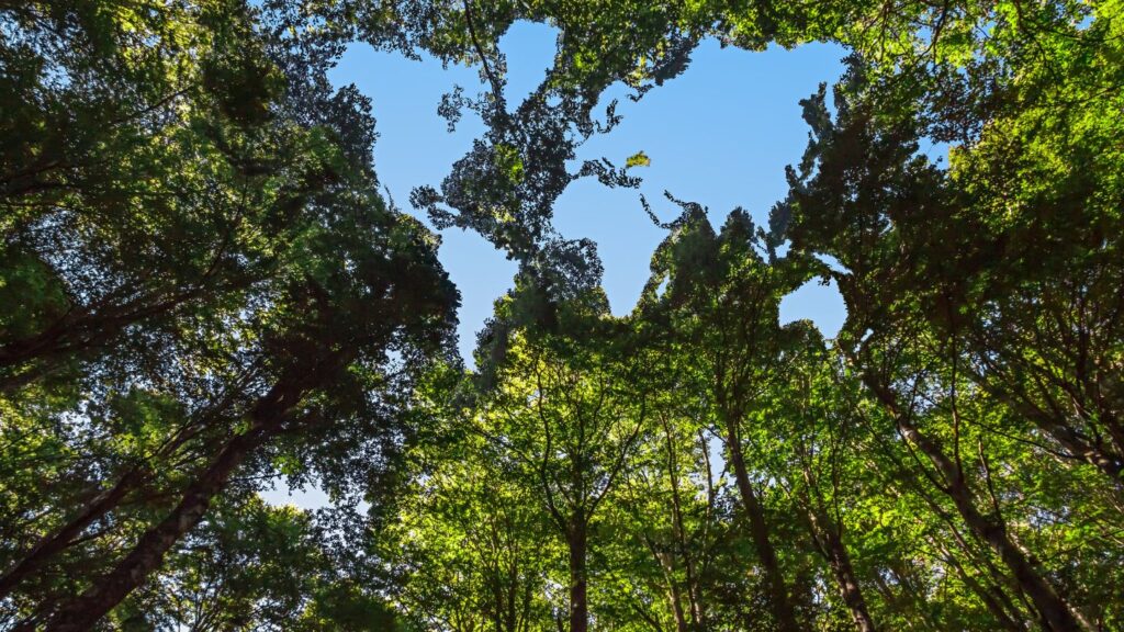 Community Support and Environmental Impact