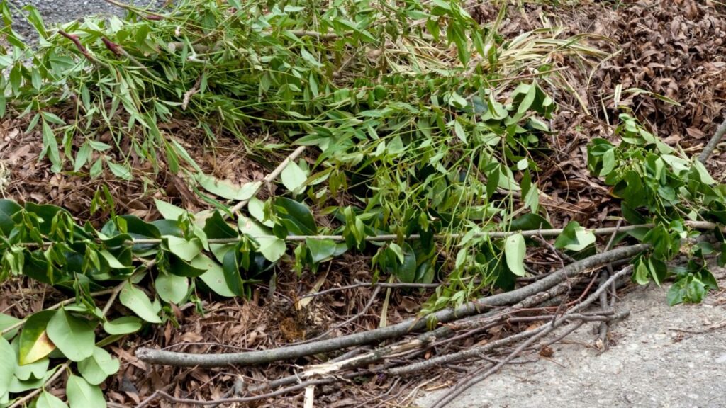 Sustainable Yard Waste Disposal Tips